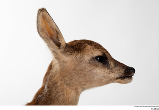 Deer doe head 0012.jpg